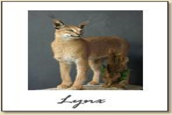 Hunters & Collectors Taxidermy