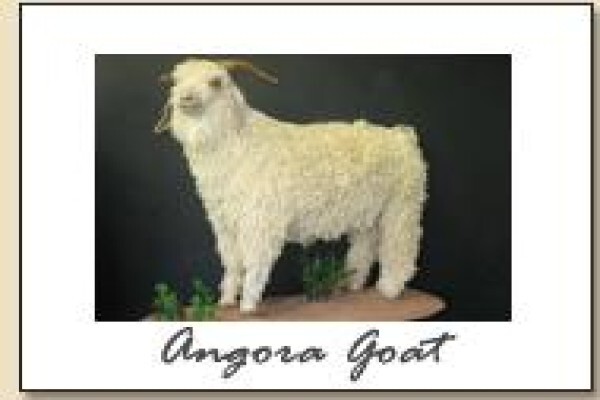 Hunters & Collectors Taxidermy