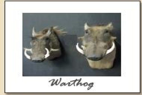 Hunters & Collectors Taxidermy