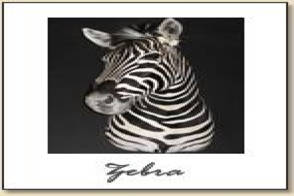 Hunters & Collectors Taxidermy