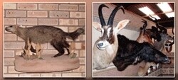 Spirit Of Africa Taxidermy
