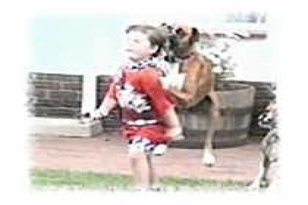 About Dogs