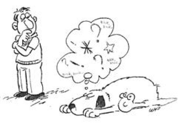 About Dogs