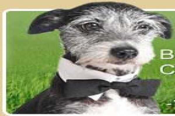 About Dogs