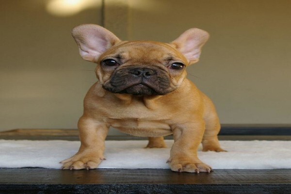 Achlin-Ve French Bulldogs