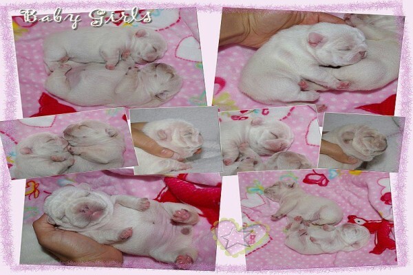 Achlin-Ve French Bulldogs