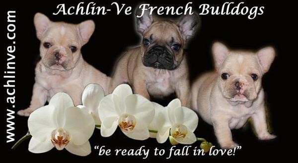 Achlin-Ve French Bulldogs