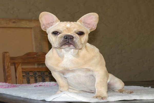 Achlin-Ve French Bulldogs