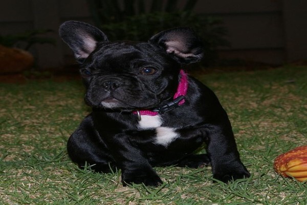 Achlin-Ve French Bulldogs