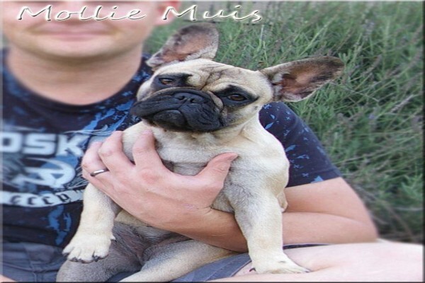 Achlin-Ve French Bulldogs