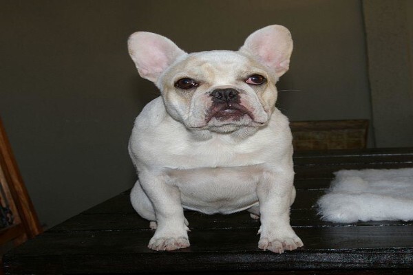 Achlin-Ve French Bulldogs