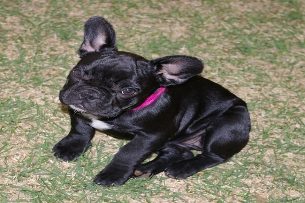 Achlin-Ve French Bulldogs
