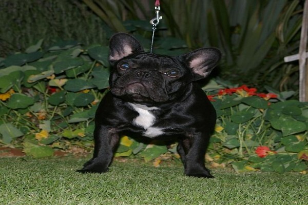 Achlin-Ve French Bulldogs