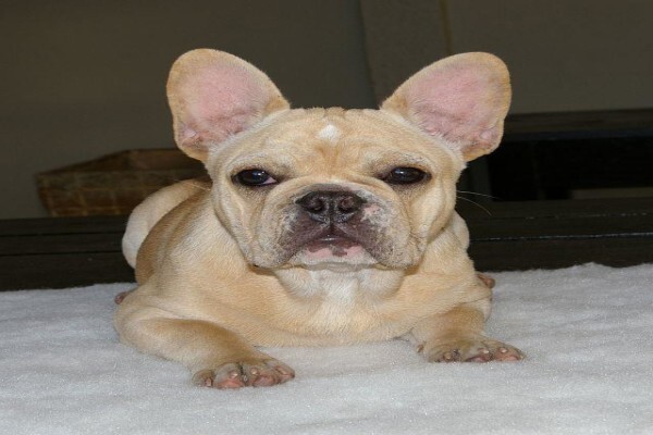 Achlin-Ve French Bulldogs