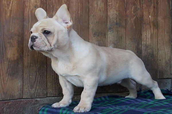 Achlin-Ve French Bulldogs