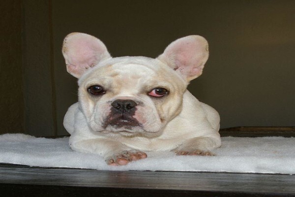 Achlin-Ve French Bulldogs