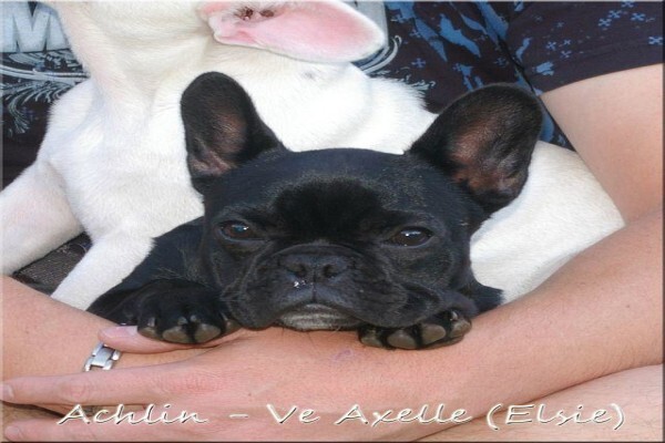 Achlin-Ve Persians