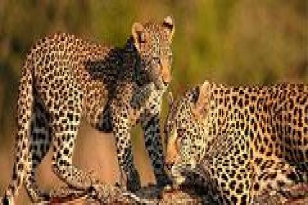 Africa Experience