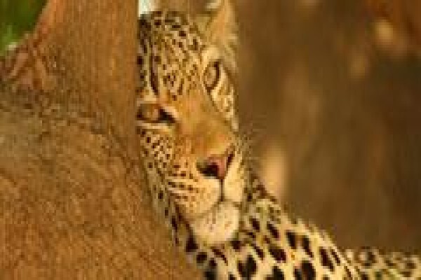 Africa Experience