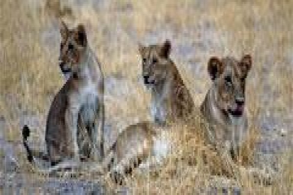Africa Experience