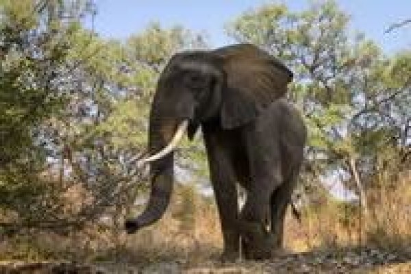 Africade