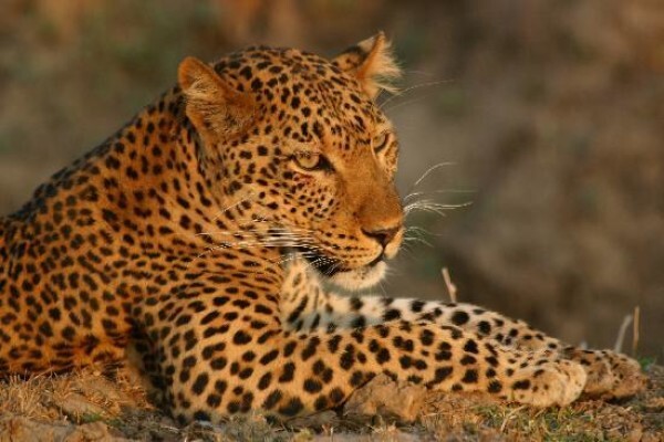 African Courtesy Tours