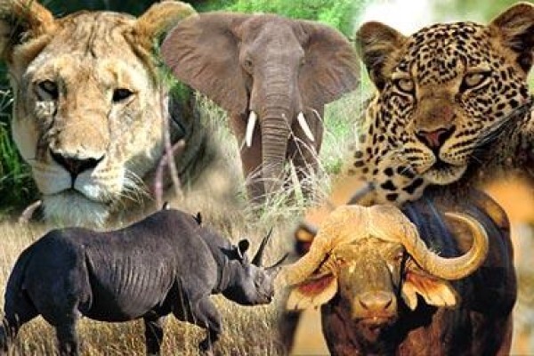 African Courtesy Tours