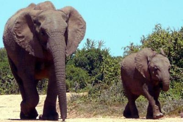African Courtesy Tours