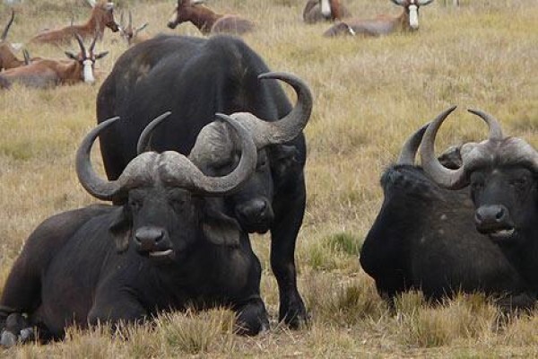 African Courtesy Tours