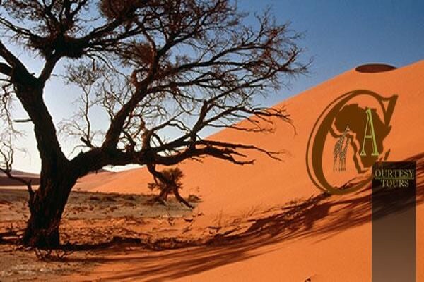 African Courtesy Tours