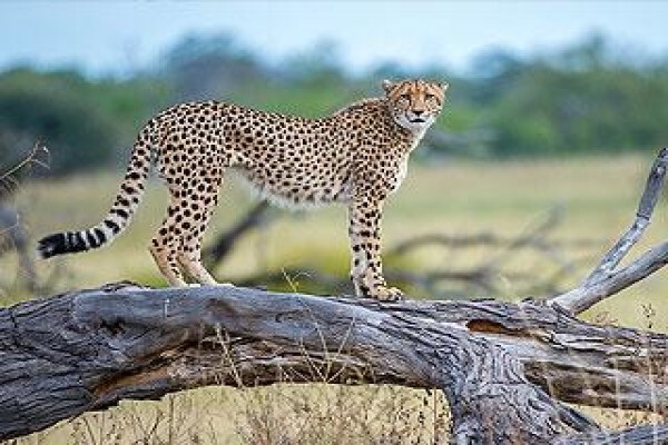African Route