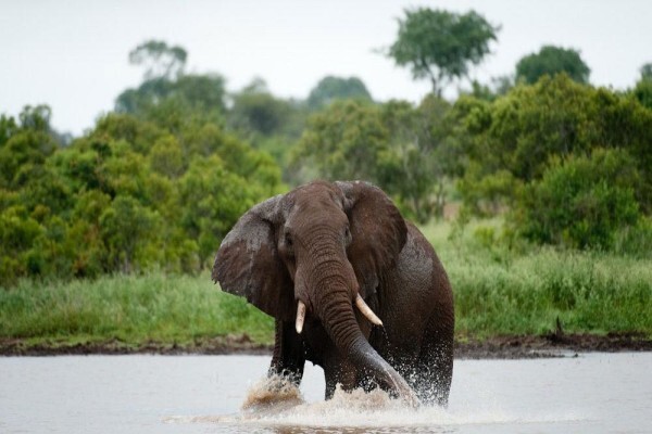 African Travel Desk