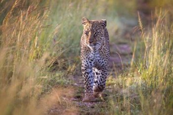 African Travel