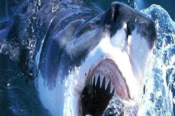 Africa Shark Dive Safaris