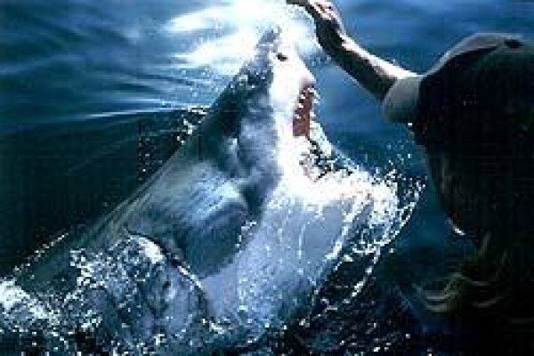 Africa Shark Dive Safaris