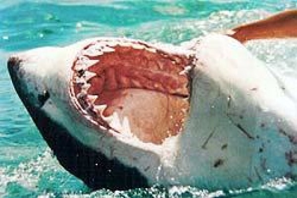Africa Shark Dive Safaris