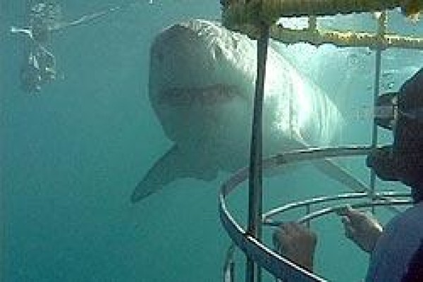 Africa Shark Dive Safaris