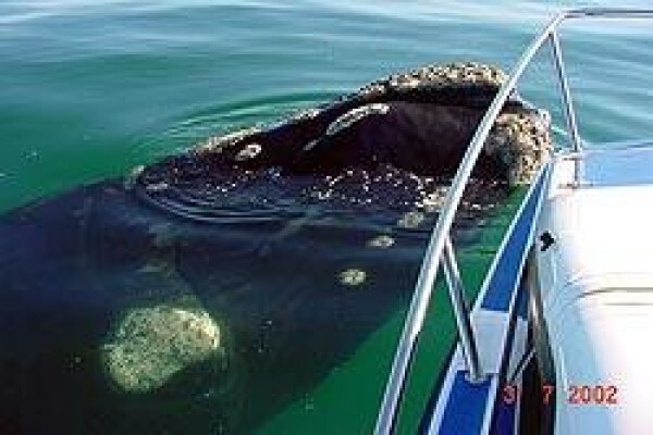 Africa Shark Dive Safaris