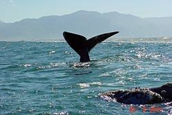 Africa Shark Dive Safaris