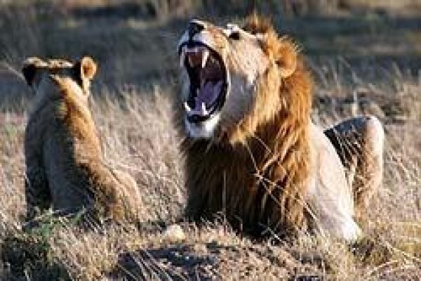 Africa Shark Dive Safaris
