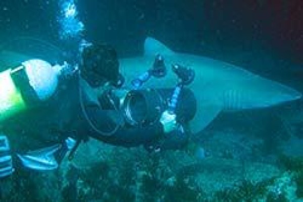 Africa Shark Dive Safaris