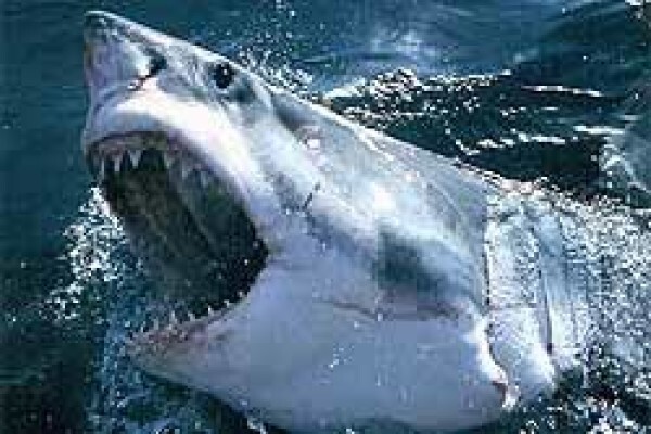 Africa Shark Dive Safaris
