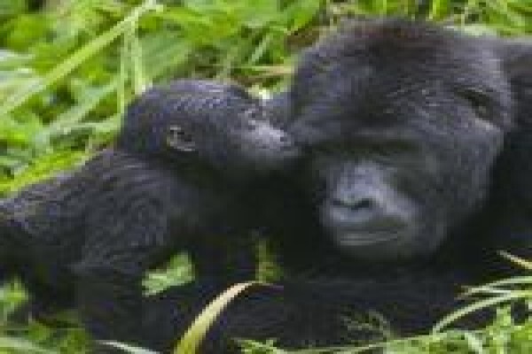 Africa Tour
