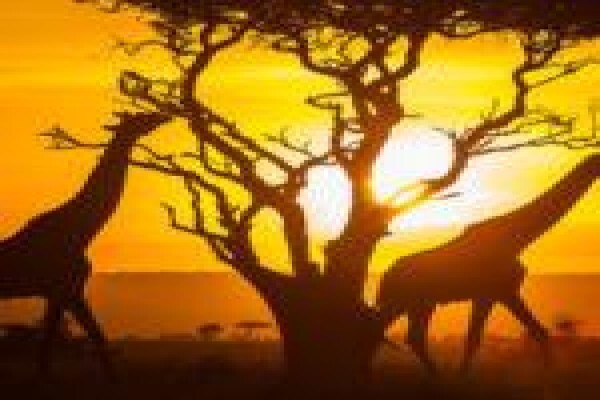 Africa Tour