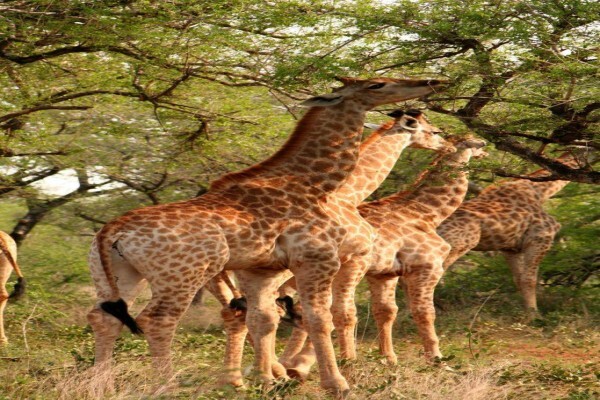 Afrizim
