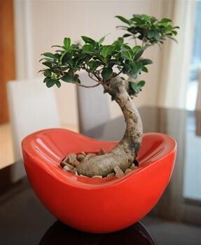 Execuflora Office Plants Cape Town