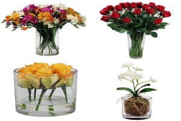 Execuflora Office Plants Johannesburg