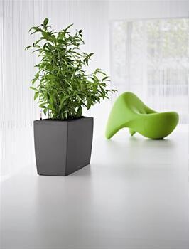 Execuflora Office Plants Cape Town