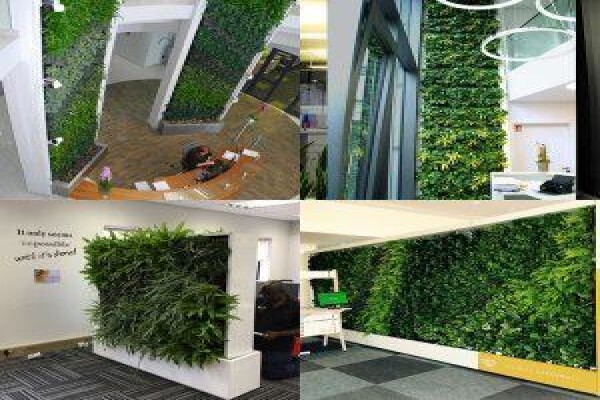 Execuflora Office Plants Johannesburg