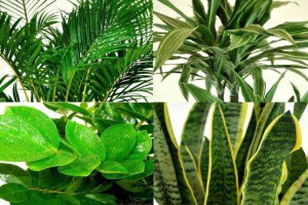 Execuflora Office Plants Johannesburg